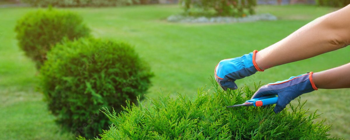 Întreținere spații verzi Oradea - Servicii profesionale și avantaje pentru gazon, arbori și arbuști