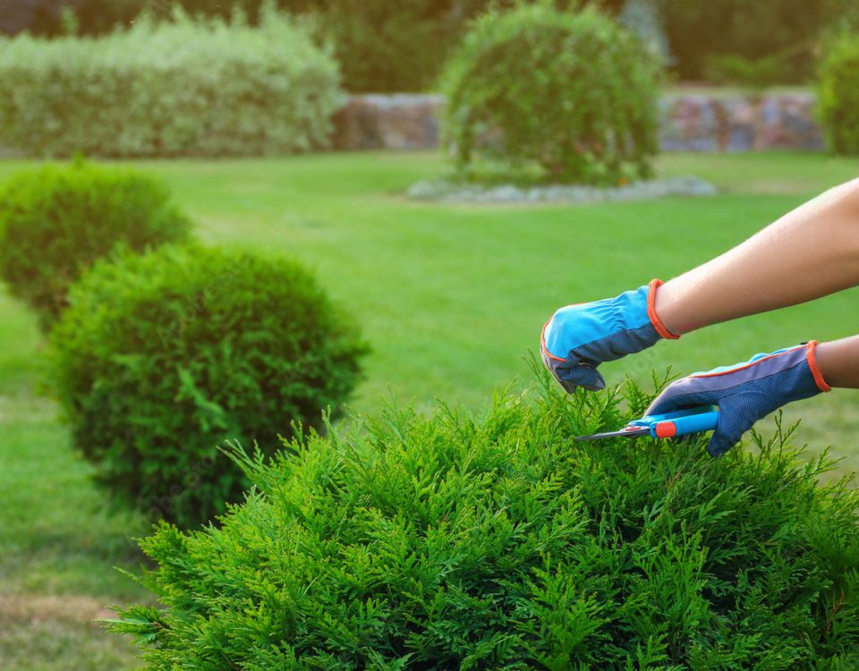 Întreținere spații verzi Oradea - Servicii profesionale și avantaje pentru gazon, arbori și arbuști